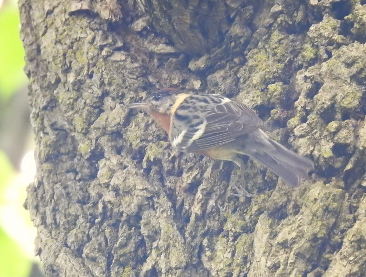 Bay-breasted Warbler - ML619426430
