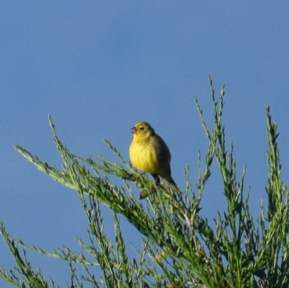 Grassland Yellow-Finch - ML619426431