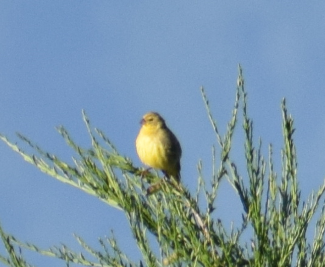Grassland Yellow-Finch - ML619426433