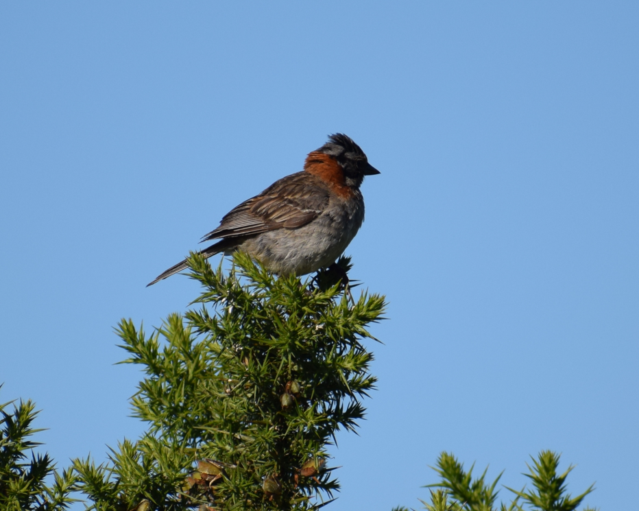 Rufous-collared Sparrow - ML619426441
