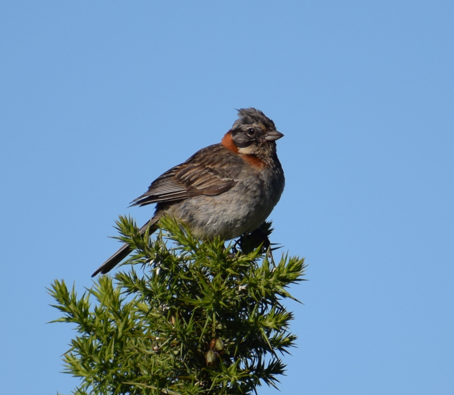 Rufous-collared Sparrow - ML619426442