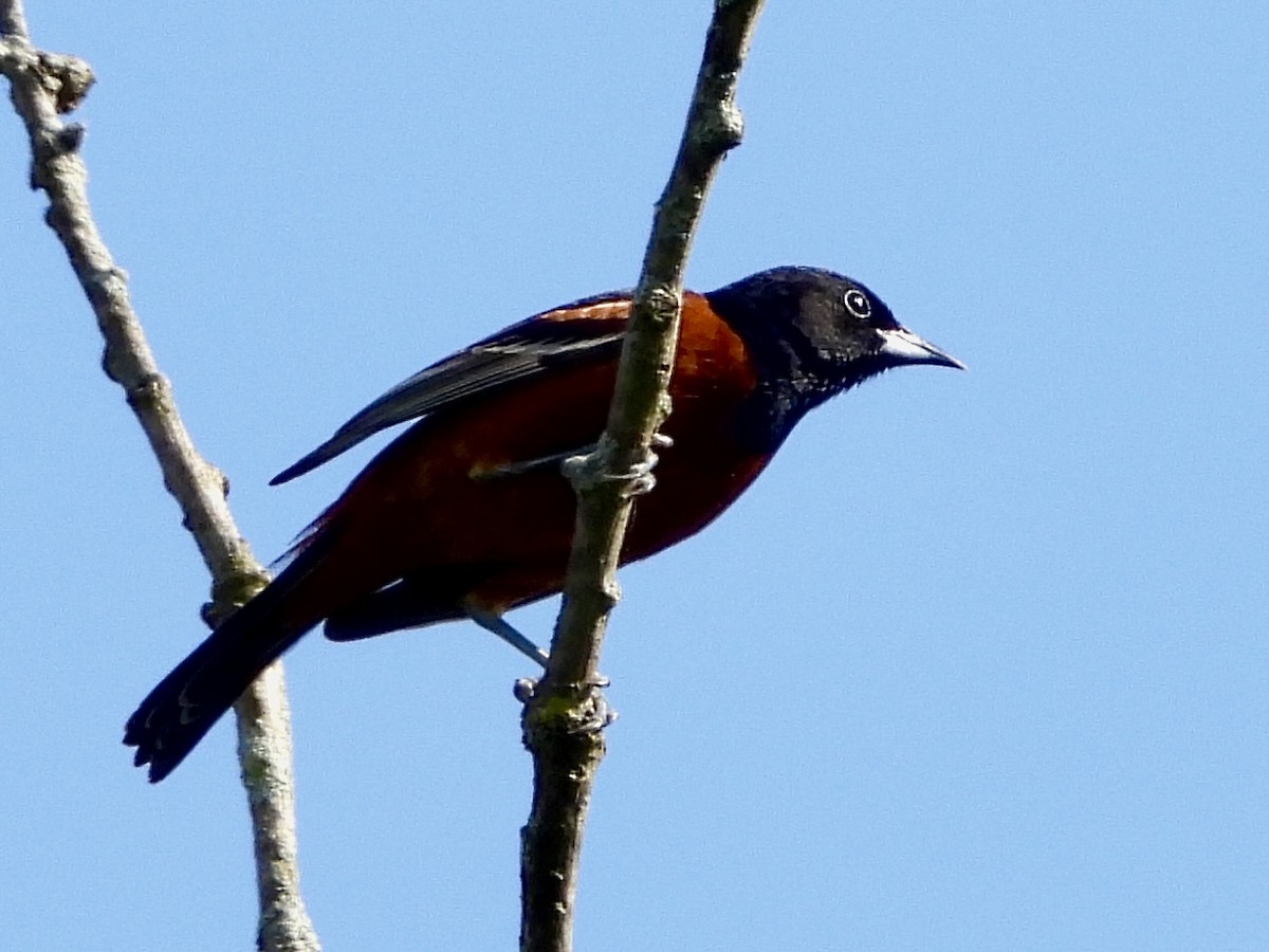 Orchard Oriole - ML619426447