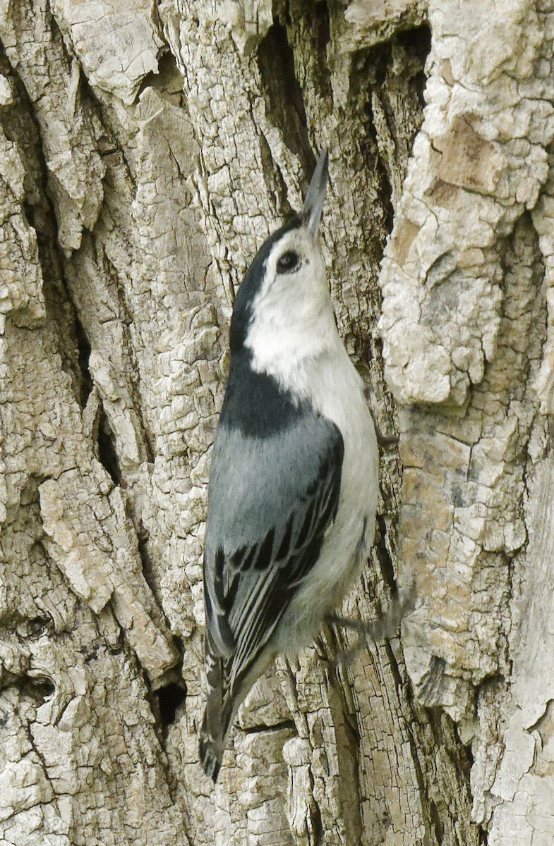 White-breasted Nuthatch - ML619426462