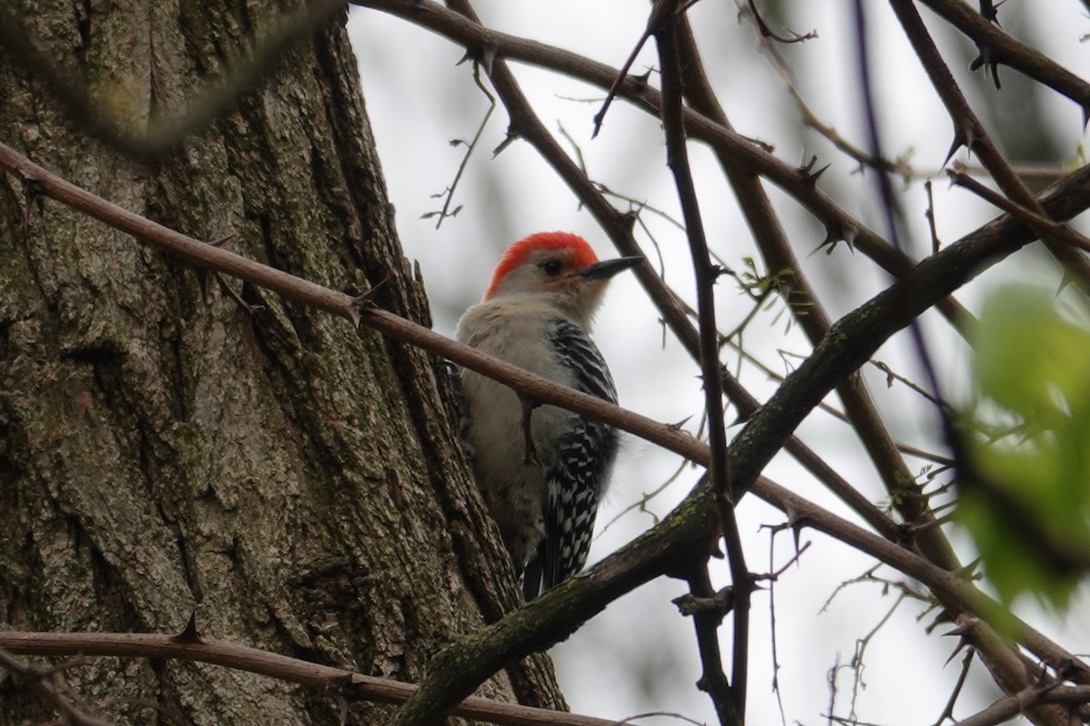 Red-bellied Woodpecker - ML619426504