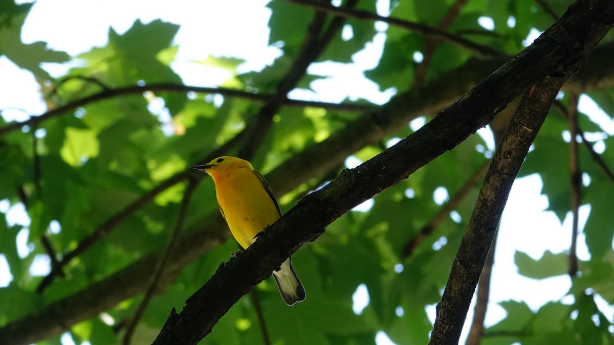 Prothonotary Warbler - ML619426522