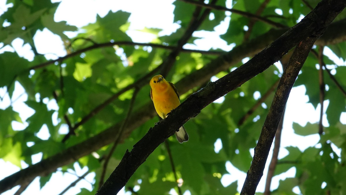 Prothonotary Warbler - ML619426540