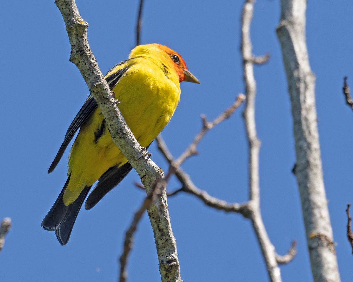 Western Tanager - ML619426601