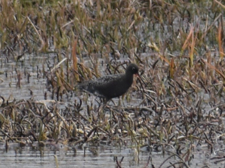 Spotted Redshank - ML619426609