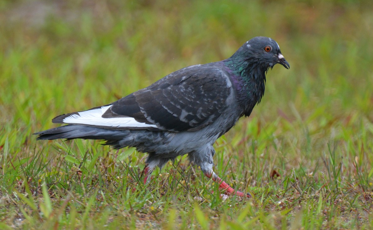 Сизый голубь (Одомашненного типа) - ML619426620