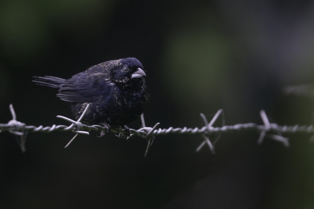 Variable Seedeater - ML619426649