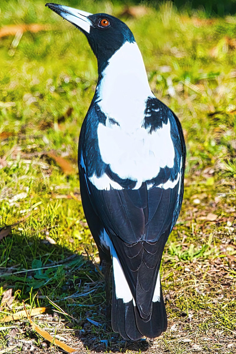 Australian Magpie (Black-backed x White-backed) - ML619426651
