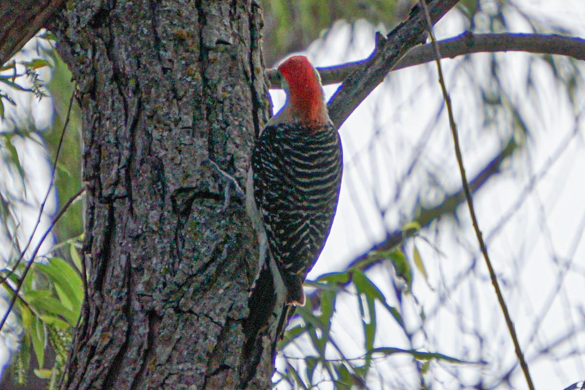 Red-bellied Woodpecker - ML619426673