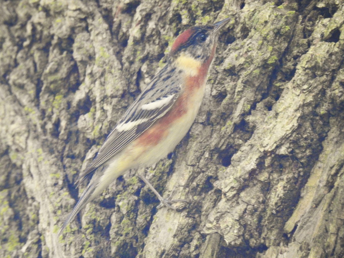 Bay-breasted Warbler - ML619426686