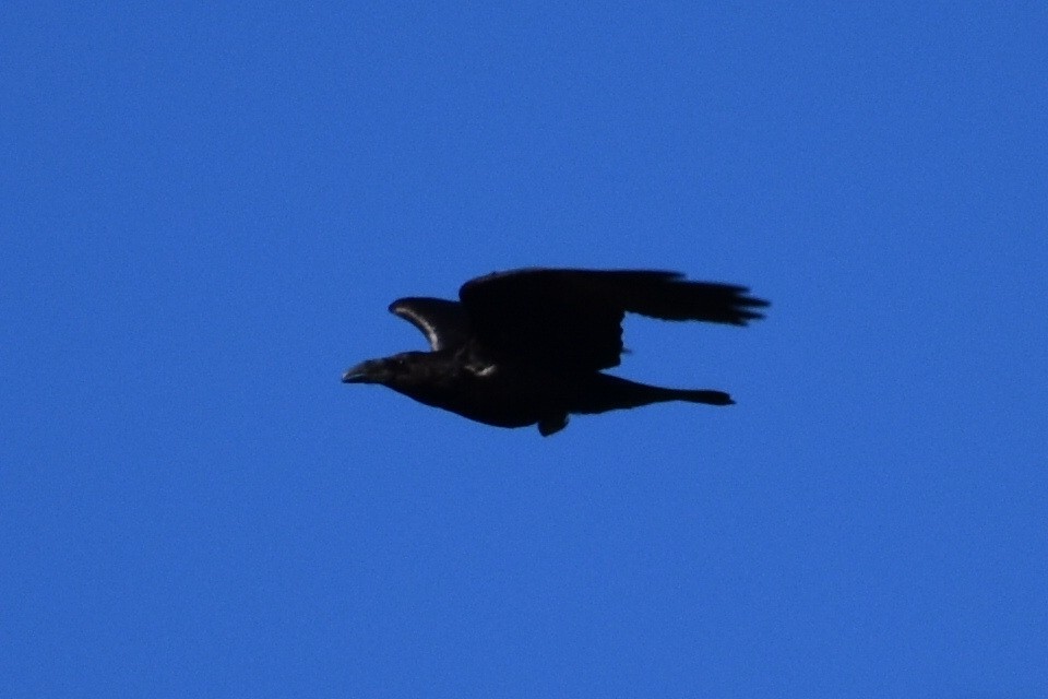Common Raven - ML619426696