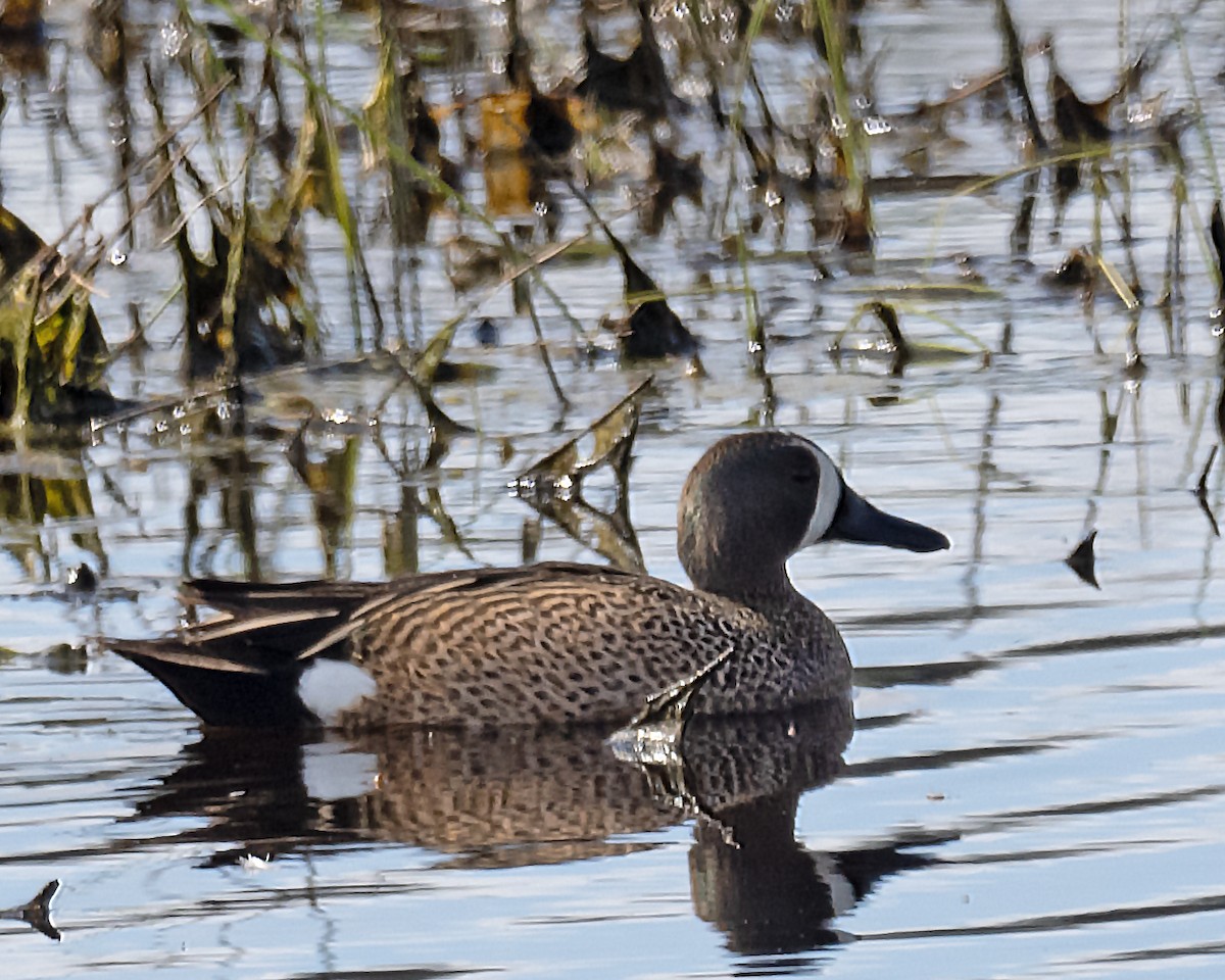 Blue-winged Teal - ML619426697
