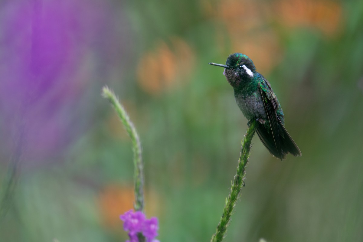 kolibřík fialovohrdlý - ML619426731
