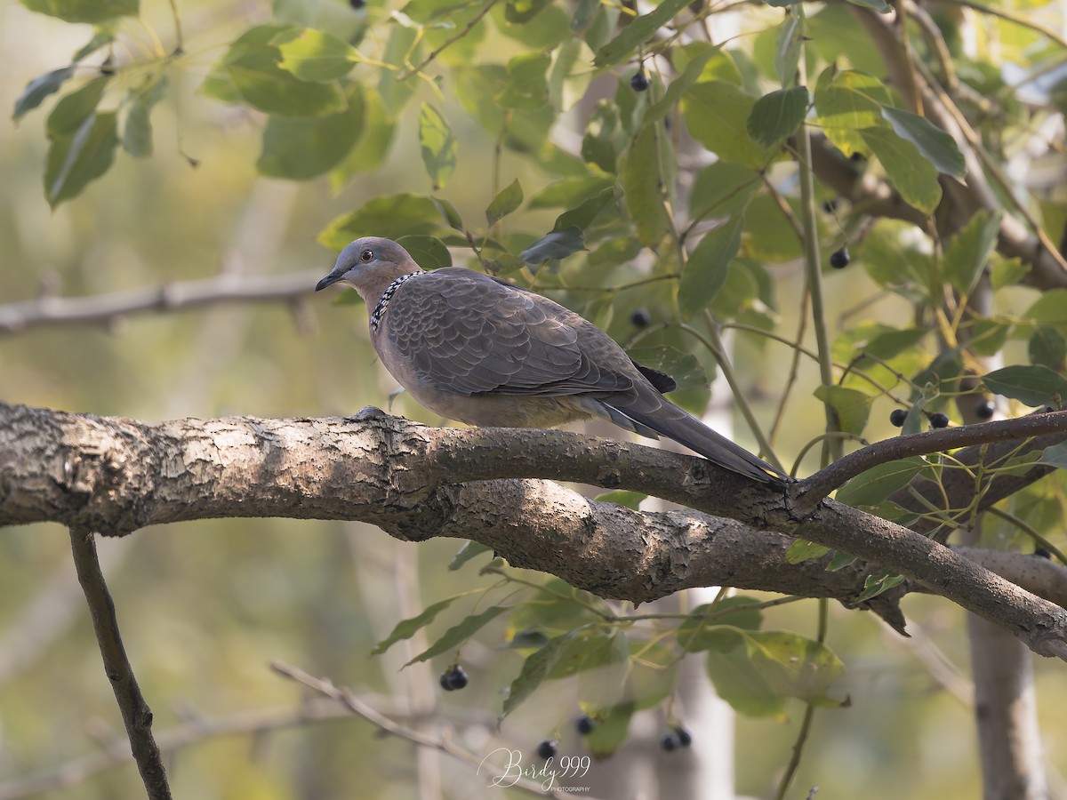 Spotted Dove - ML619426801