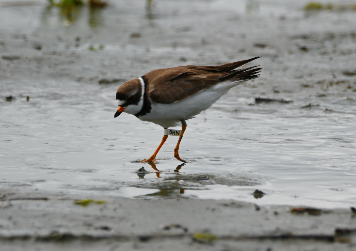 Semipalmated Plover - ML619426833