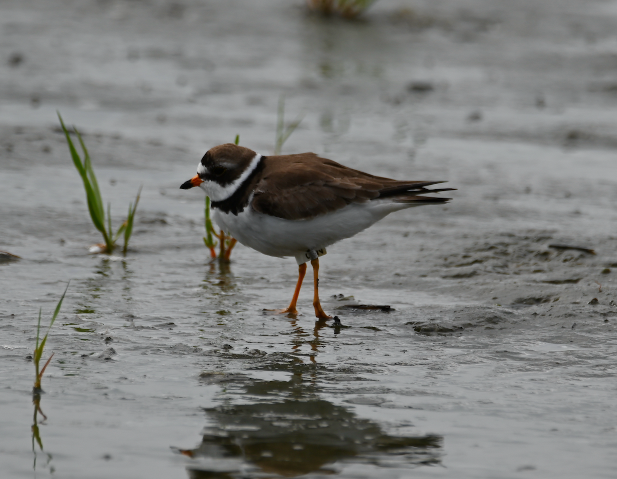 Semipalmated Plover - ML619426834
