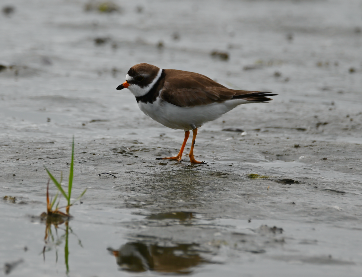 Semipalmated Plover - ML619426835