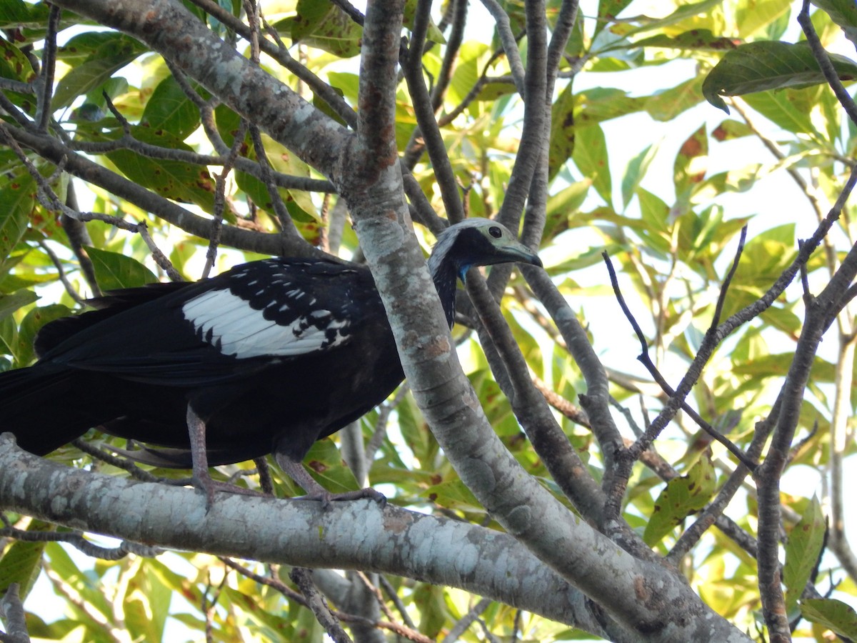 White-throated Piping-Guan - ML619426863