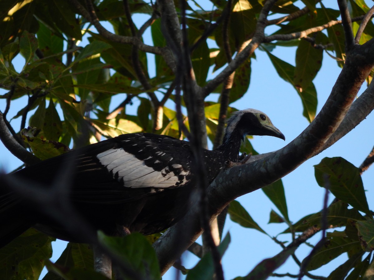 White-throated Piping-Guan - ML619426864