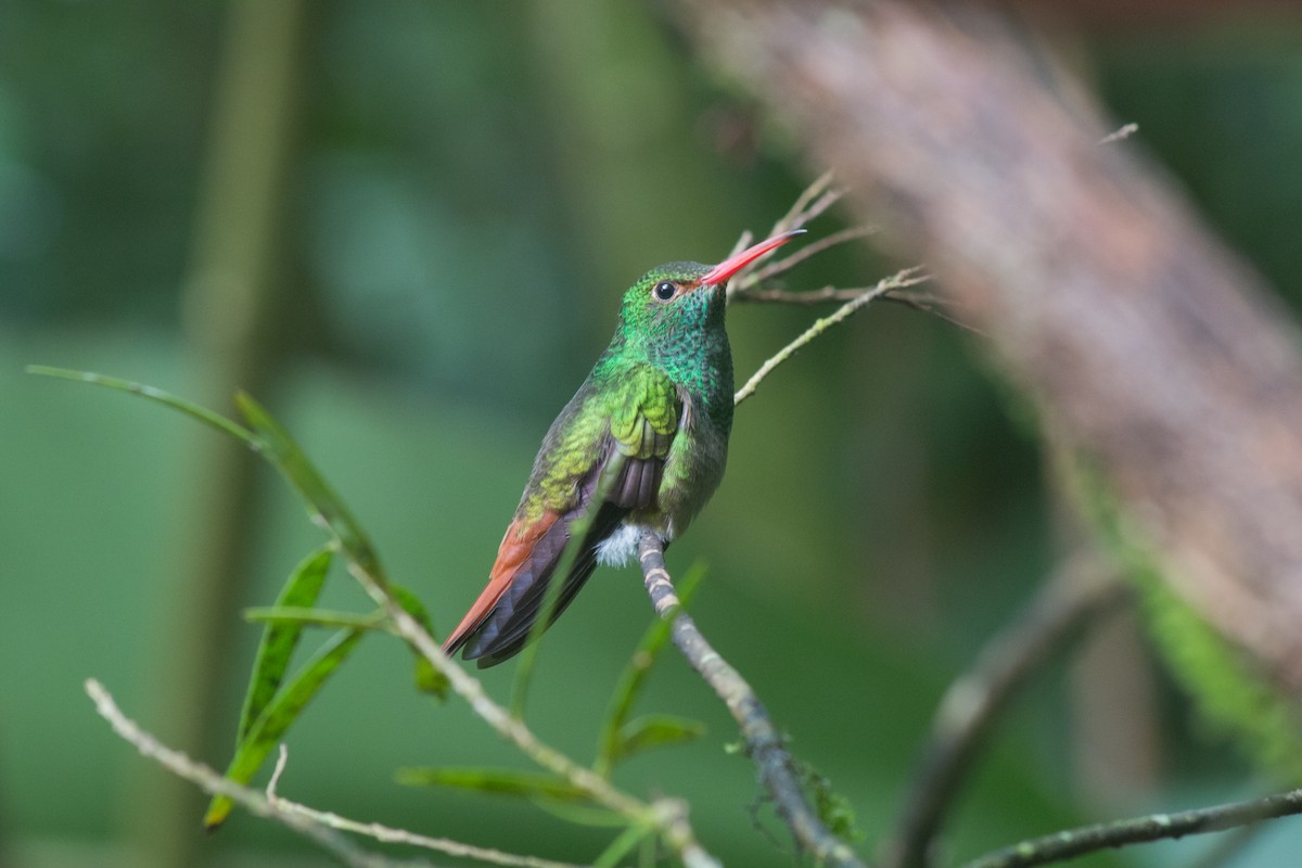Rufous-tailed Hummingbird - ML619426870