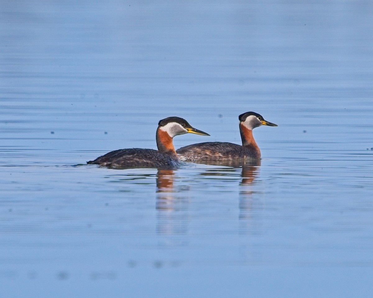 Red-necked Grebe - ML619426894