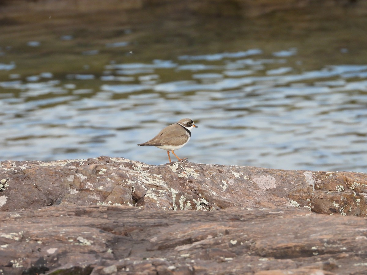 Semipalmated Plover - ML619426978