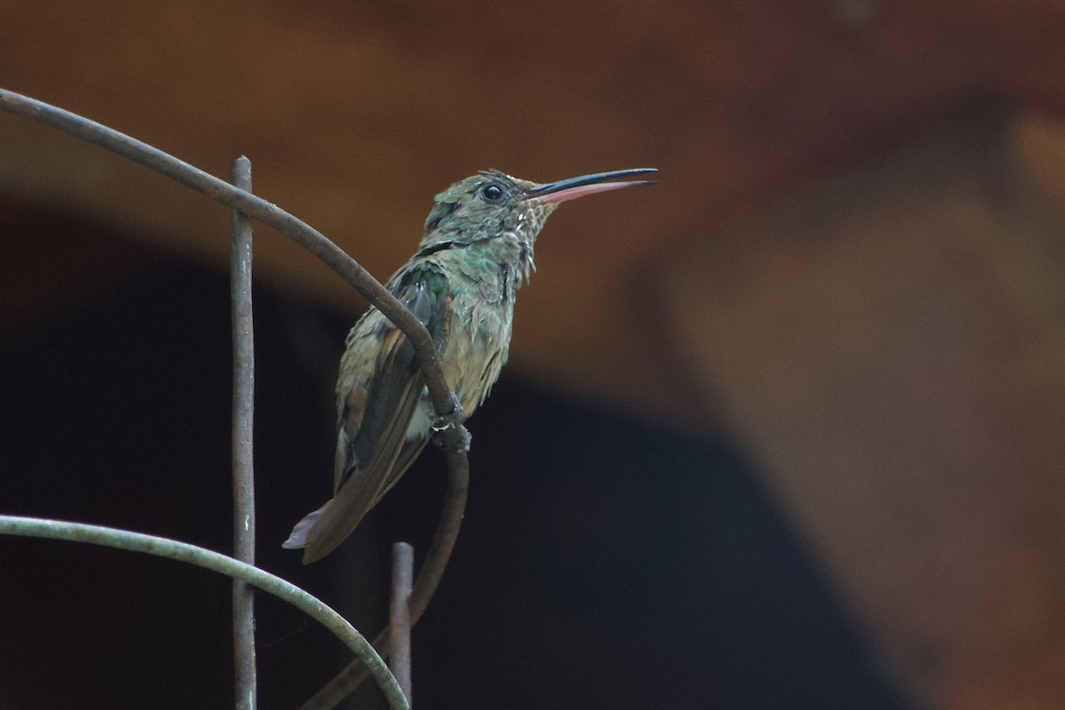 Berylline Hummingbird - ML619426988