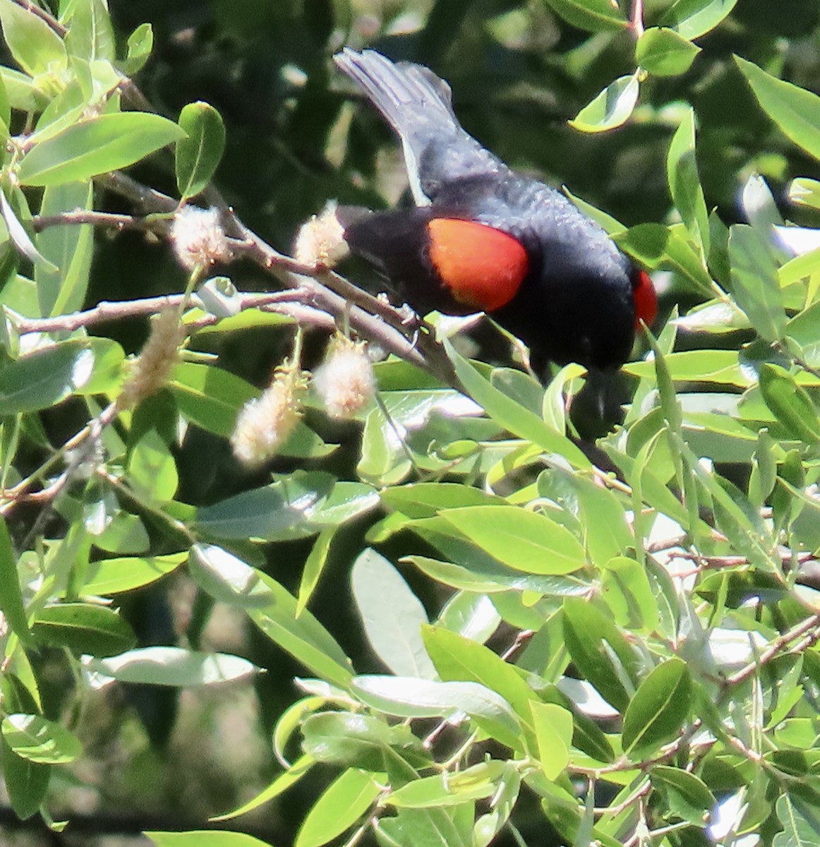 Red-winged Blackbird (California Bicolored) - ML619427005