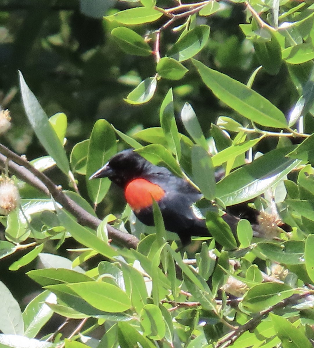 Red-winged Blackbird (California Bicolored) - ML619427006