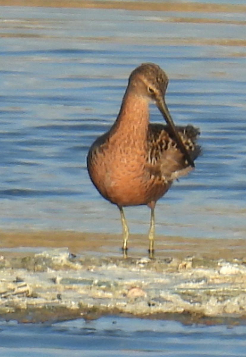 Long-billed Dowitcher - ML619427067