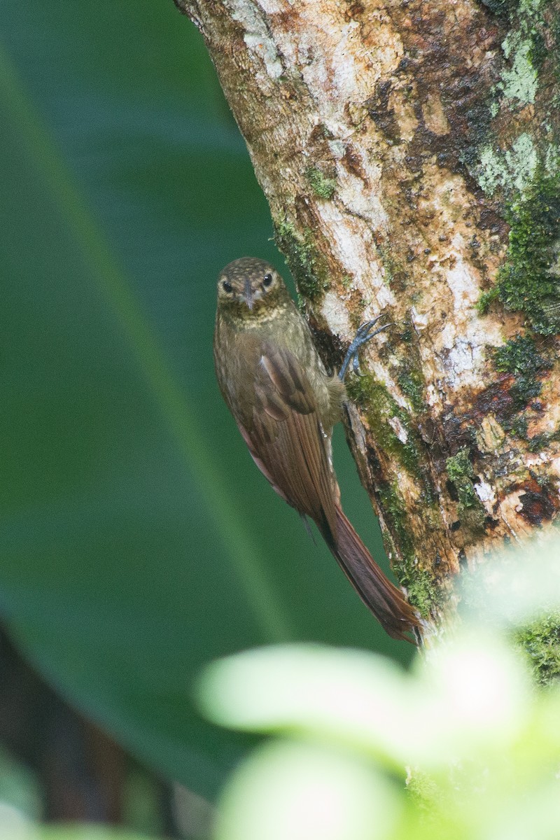 Spotted Woodcreeper - ML619427078