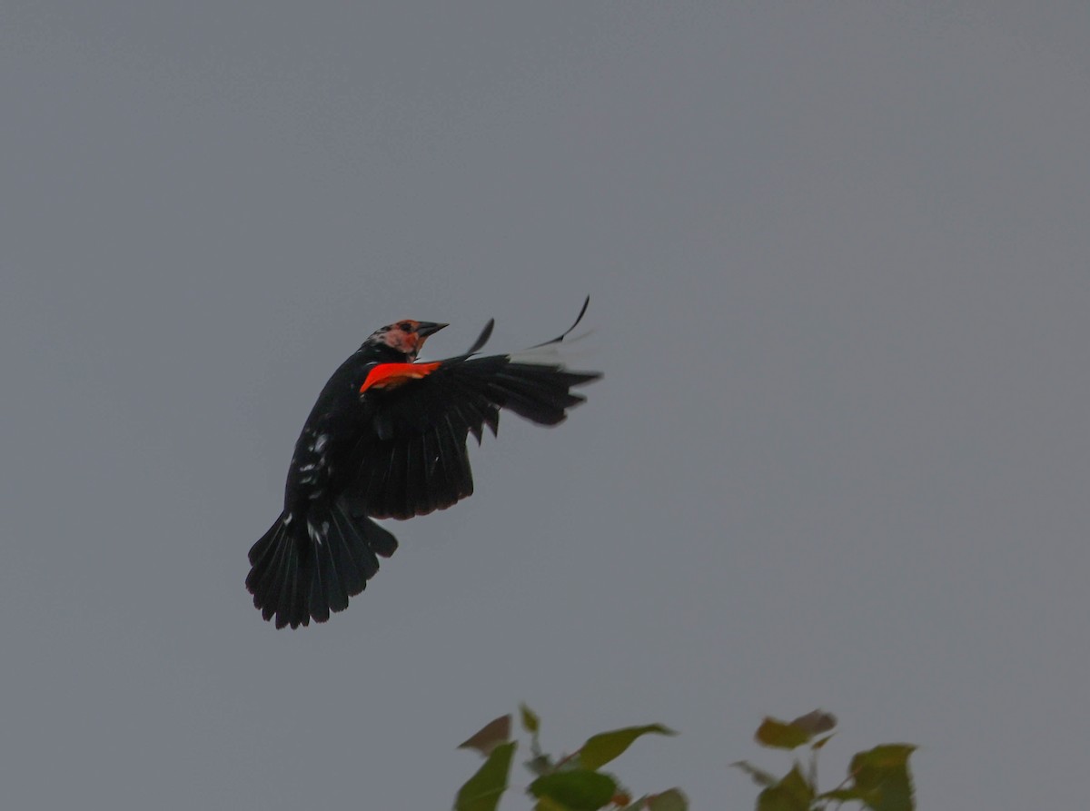 Red-winged Blackbird - ML619427090