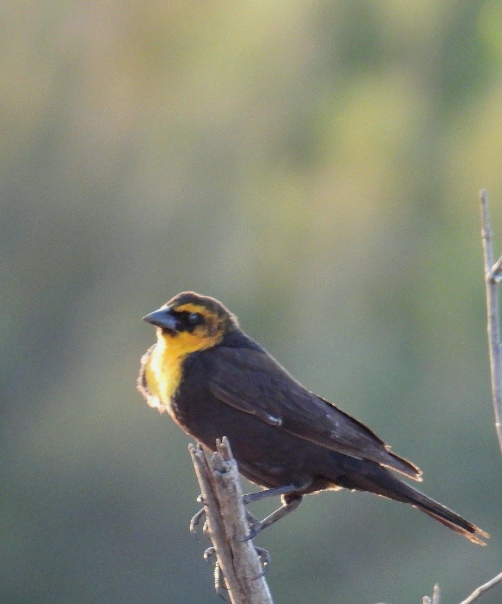 Yellow-headed Blackbird - ML619427098