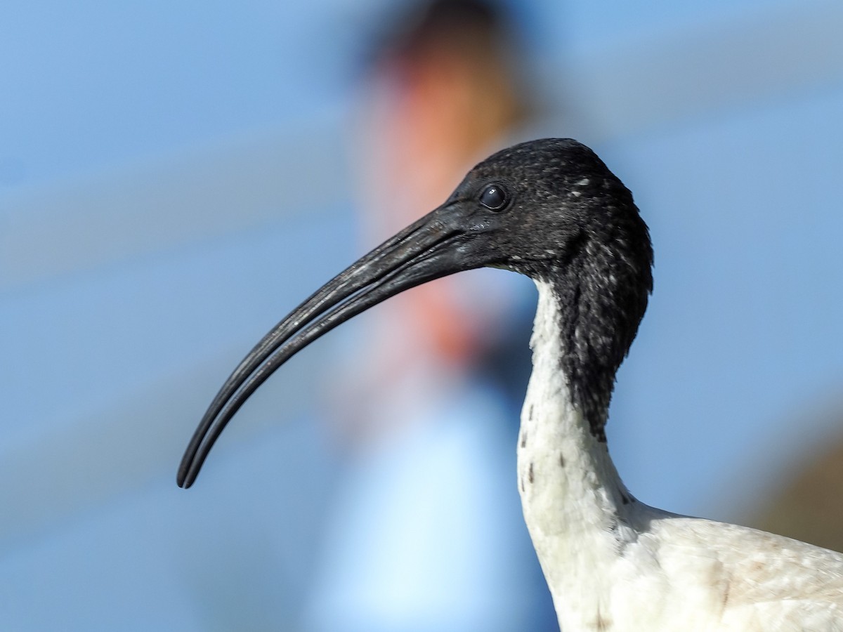 ibis australský - ML619427100