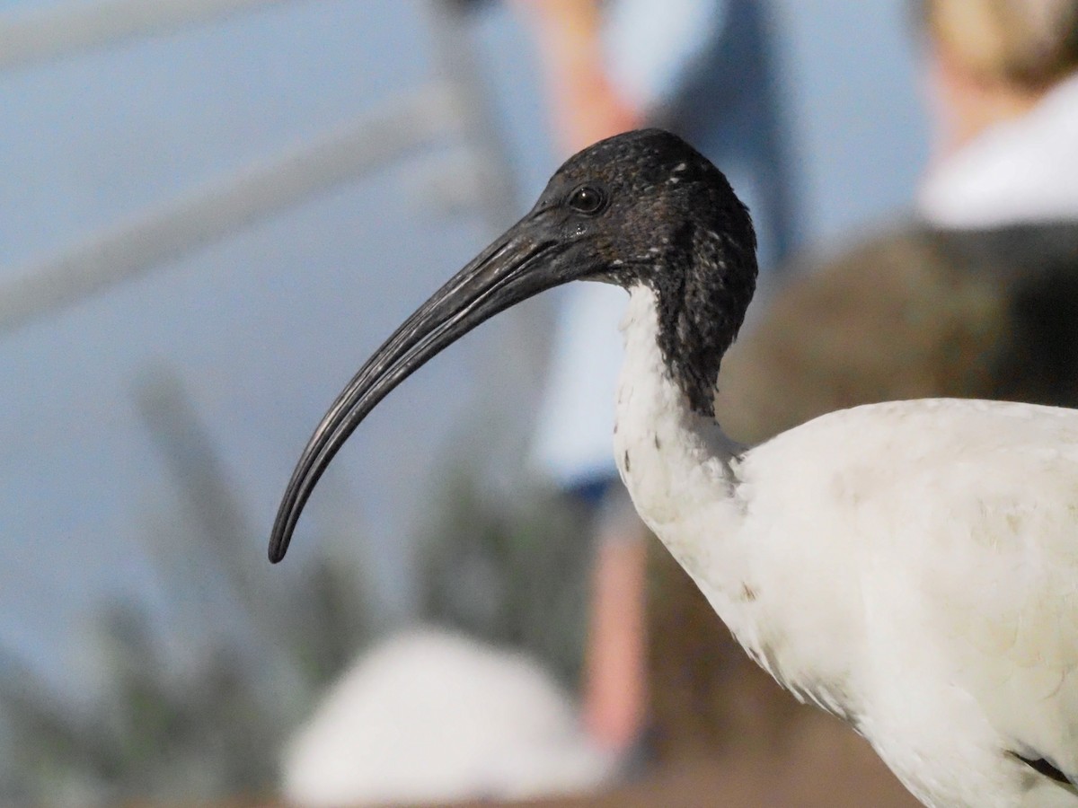 ibis australský - ML619427101