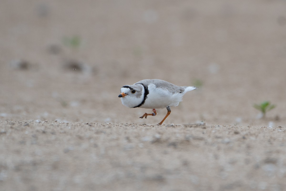 Piping Plover - ML619427161