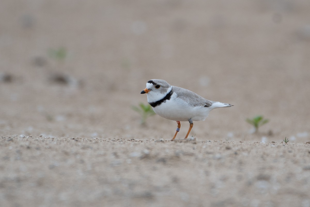 Piping Plover - ML619427162