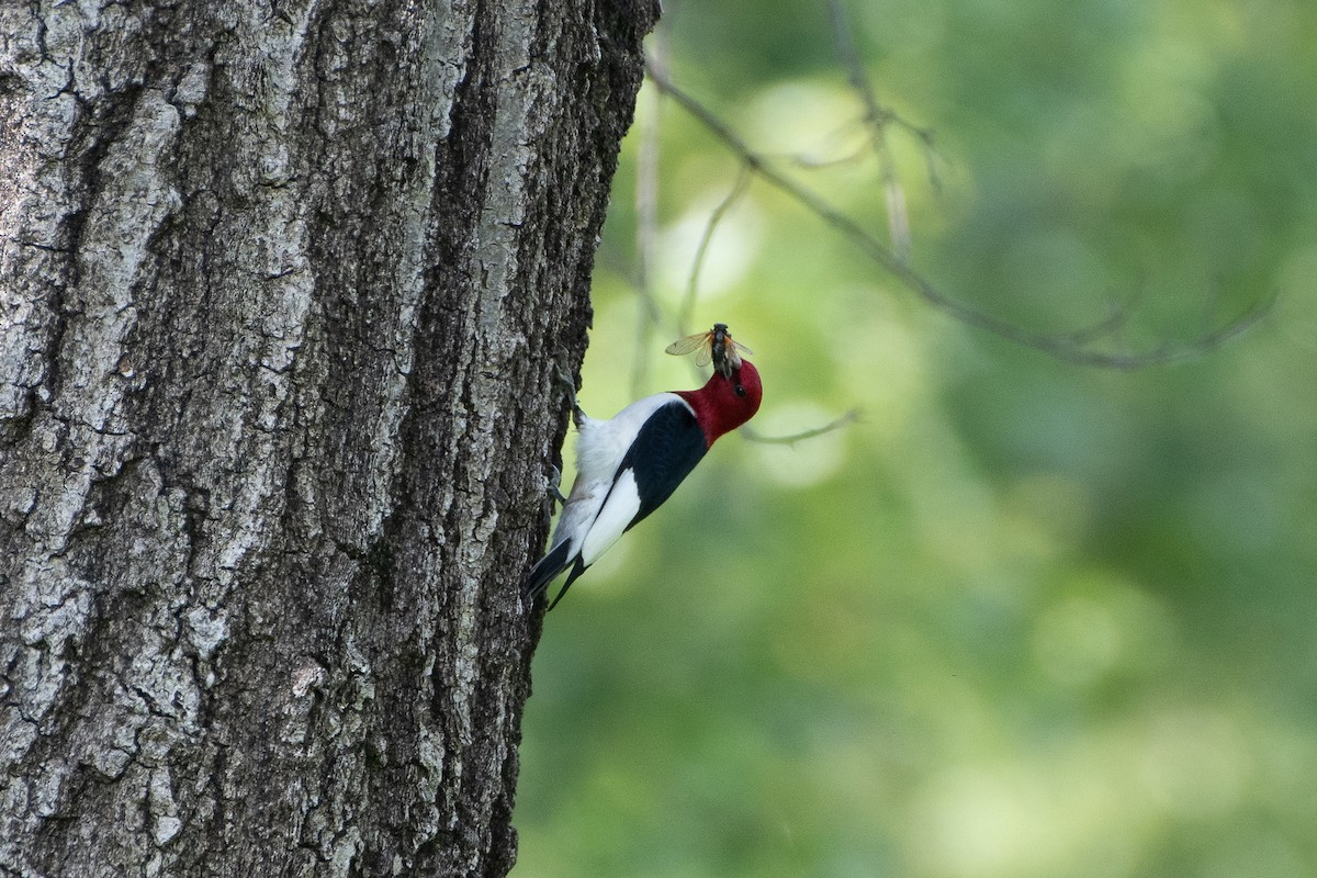 Red-headed Woodpecker - ML619427234