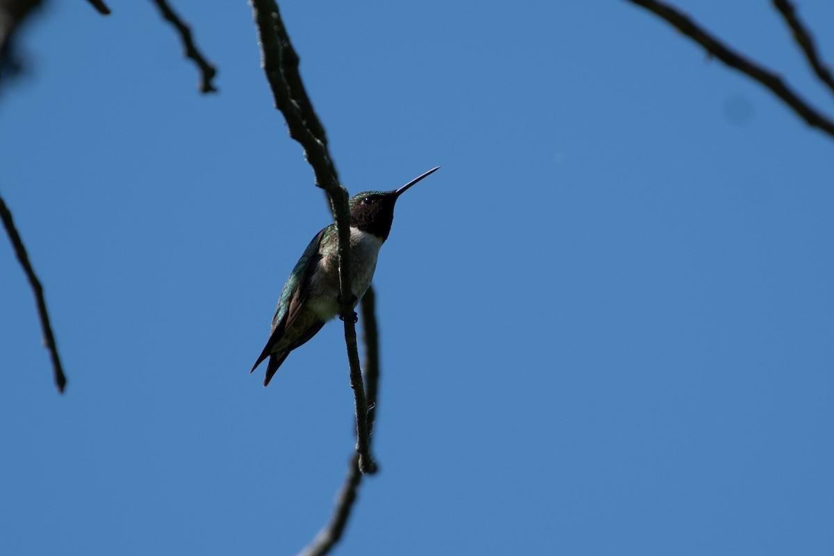 Ruby-throated Hummingbird - ML619427235