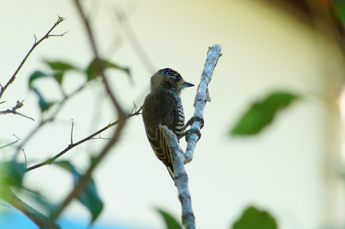 White-barred Piculet - ML619427237