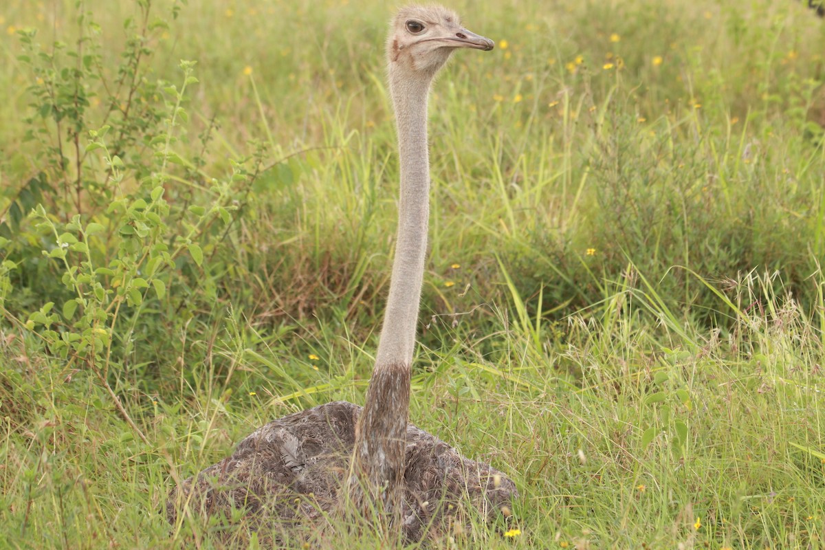 Common Ostrich - ML619427249