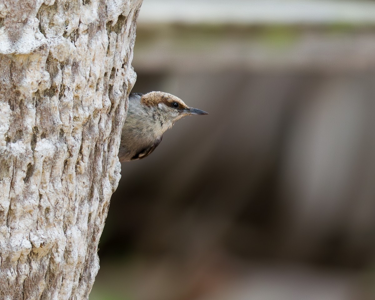 Brown-headed Nuthatch - ML619427250