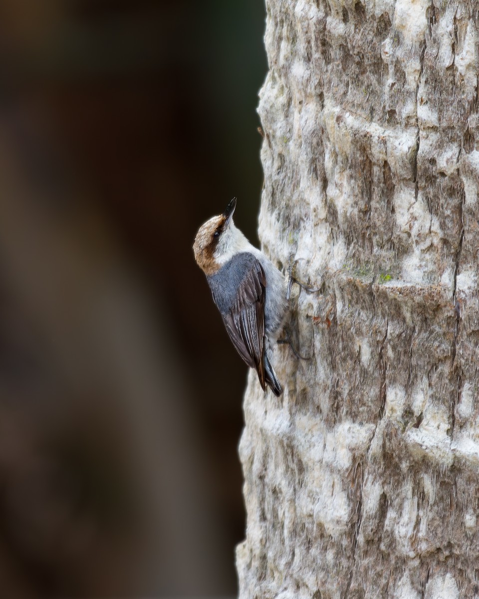 Brown-headed Nuthatch - ML619427251