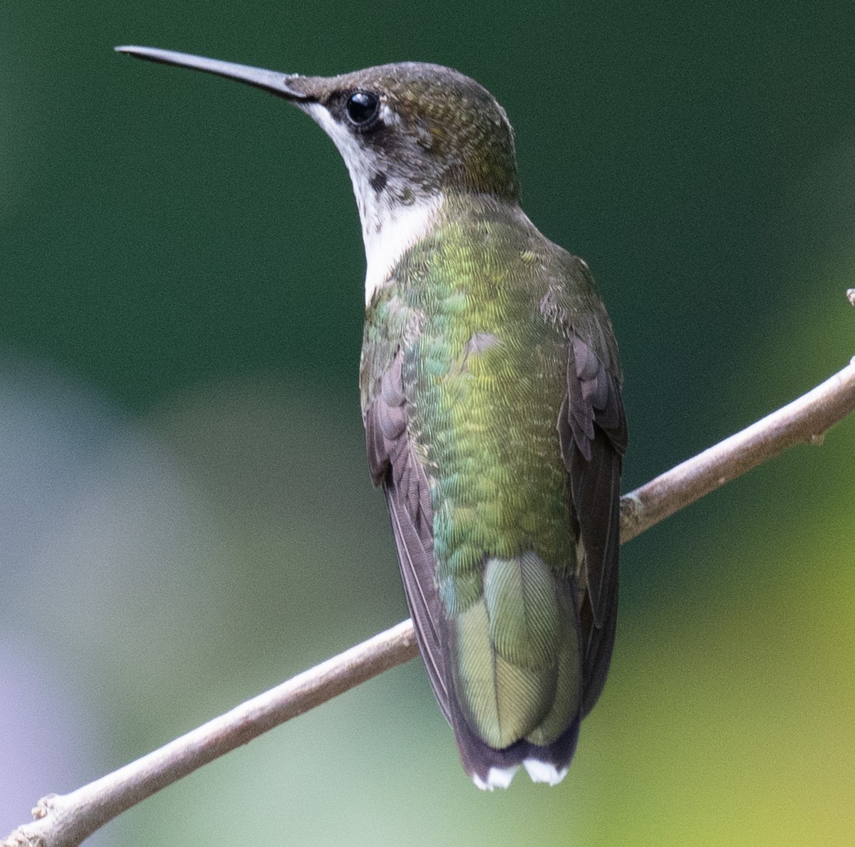 Ruby-throated Hummingbird - ML619427261