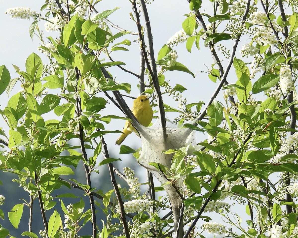 Yellow Warbler - ML619427307