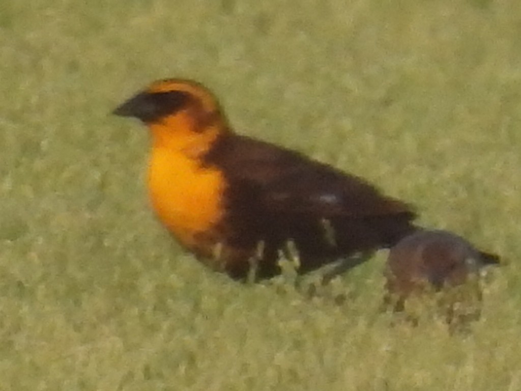 Yellow-headed Blackbird - ML619427328