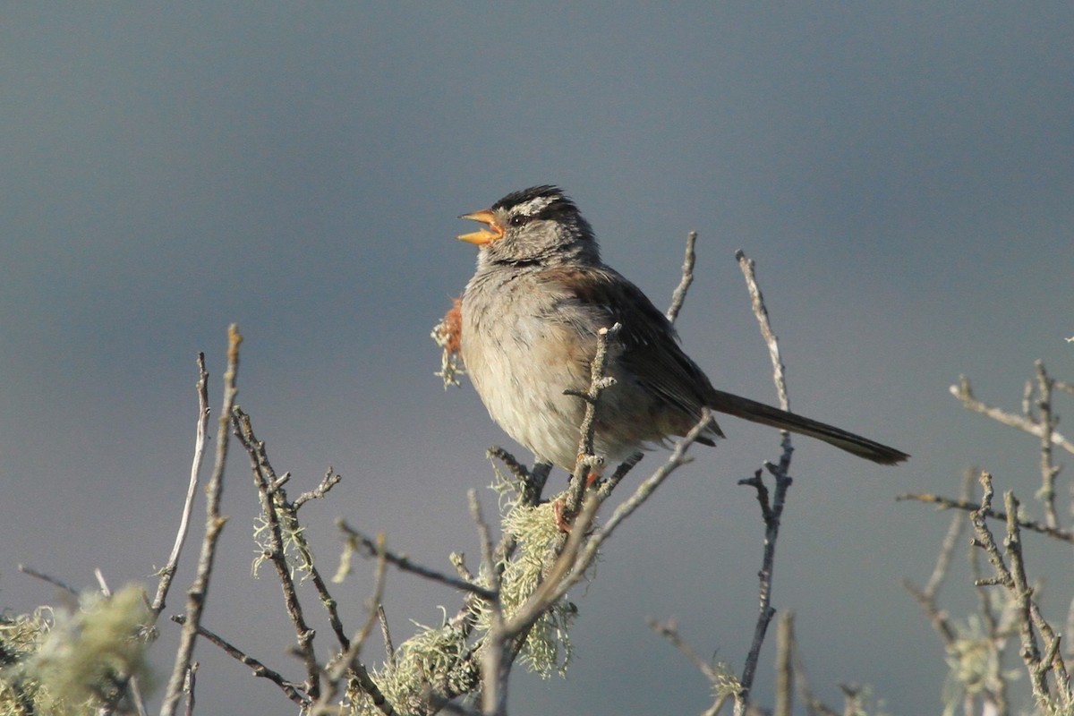 White-crowned Sparrow - ML619427337